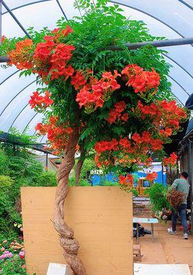 凌霄花开花需要几年？（探究凌霄花开花的时间、条件及其养护技巧）