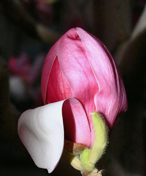 玉兰花的花蕊色彩之美（探寻玉兰花花蕊中的色彩奥秘）