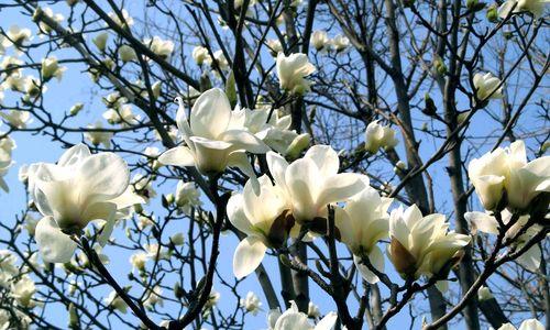 玉兰花的花蕊色彩之美（探寻玉兰花花蕊中的色彩奥秘）