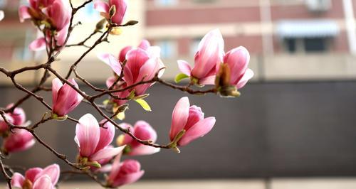 玉兰花的花蕊色彩之美（探寻玉兰花花蕊中的色彩奥秘）