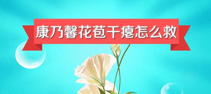 康乃馨养护指南（打造美丽花园，从康乃馨开始）