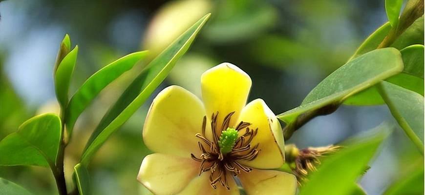 含笑花（探秘含笑花的特点和魅力）