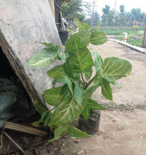 如何养护白蝴蝶植物（打造清新舒适的家居环境）