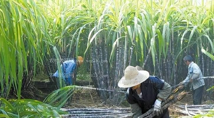 北方甘蔗种植技术的实践与研究（揭秘北方甘蔗种植的奥秘与技巧）