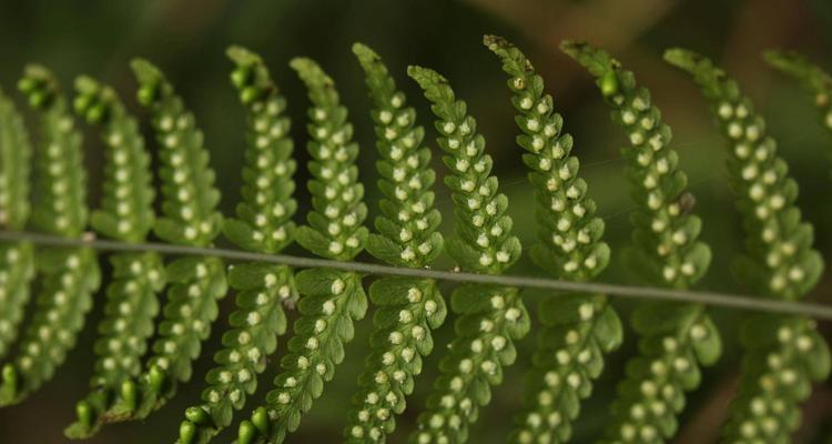 探秘蕨类植物的独特特征（从叶子到繁殖，揭秘蕨类植物的奥秘）