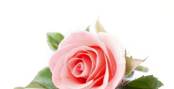 花开花落，玫瑰代表的情感寓意（解读不同颜色玫瑰所代表的情感和含义）