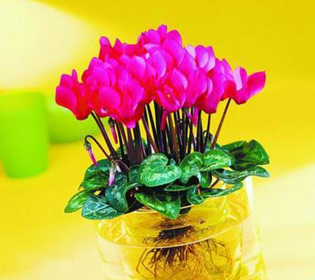 如何正确养护仙客来花（打造美丽花园的秘诀）