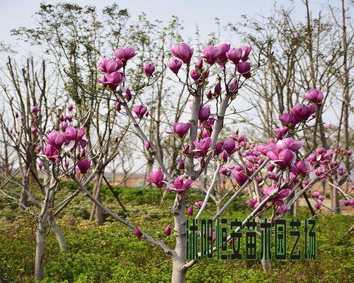 探秘玉兰花品种的奥秘（了解玉兰花品种的数量和特点）