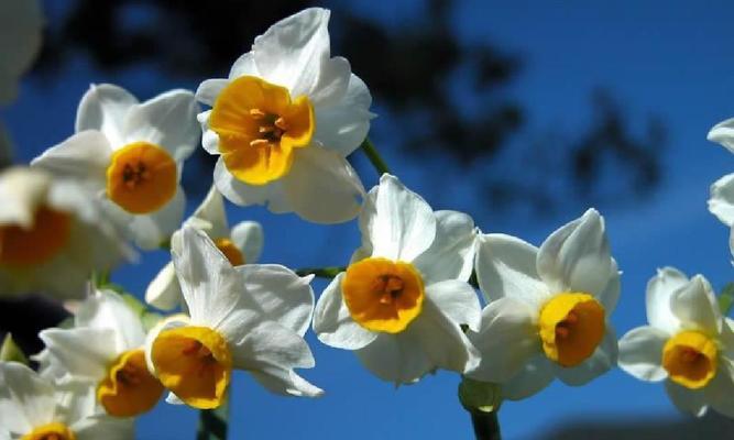 水仙花——清新自然的春季之花（探秘水仙花的生长习性和艺术价值）