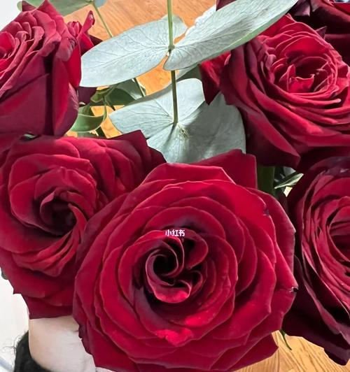 各类品种玫瑰的魅力（品种繁多，色彩缤纷，不同品种的玫瑰有哪些特点？）