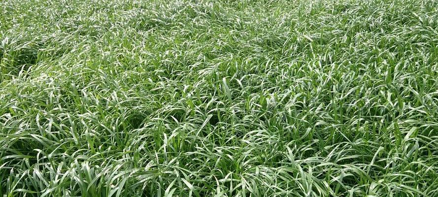 黑麦草种植指南（从选址到管理，教你一步步种植黑麦草）