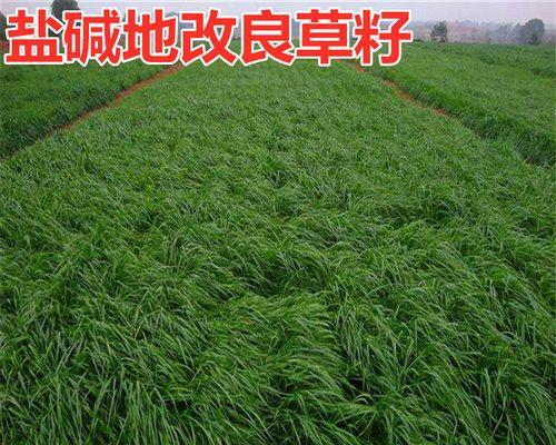 黑麦草种植指南（从选址到管理，教你一步步种植黑麦草）