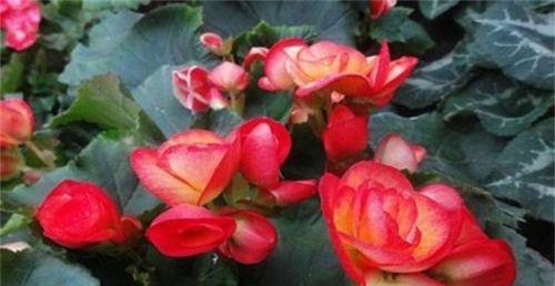 四季海棠花的种植与养护（打造四季芬芳的家庭花园）