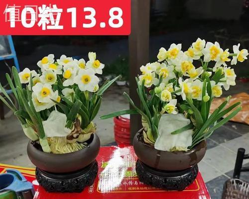 水仙花水培养殖指南（如何轻松培育水仙花-完整的指南）