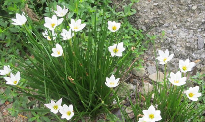 水仙花下垂的原因（探究水仙花下垂的成因和预防方法）