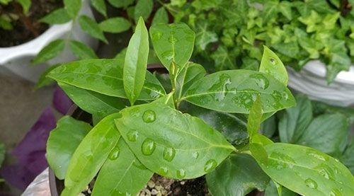 种植腊梅，从种子开始（如何选择和种植腊梅种子，打造美丽花园）