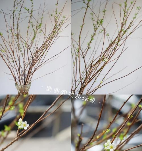 雪柳干枝养护指南（如何让你的雪柳干枝更加健康美丽？）