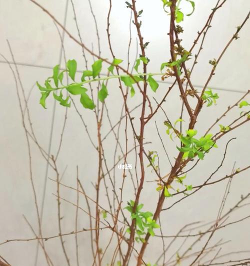 雪柳干枝养护指南（如何让你的雪柳干枝更加健康美丽？）