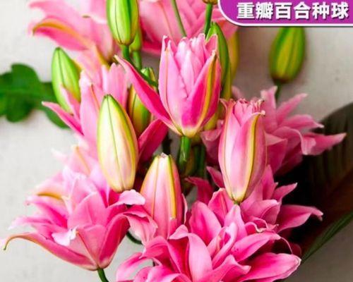 如何正确种植百合种球（从选购到养护全方位指南，让你轻松拥有美丽百合）