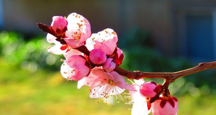 盛开春花唯美缤纷（迎接春天的神奇变化，感受花海的无限美好）