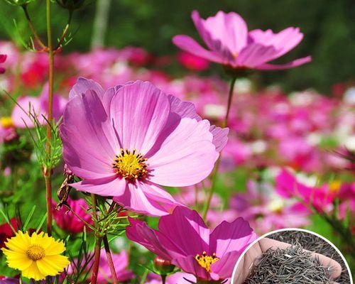 格桑花和波斯菊的区别（相似与不同）