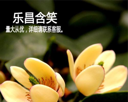 四季含笑花栽培方法详解（打造自家花园的首选花卉）