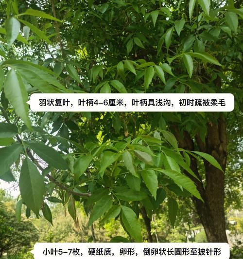 白蜡树的生态特点（了解白蜡树，保护自然环境）