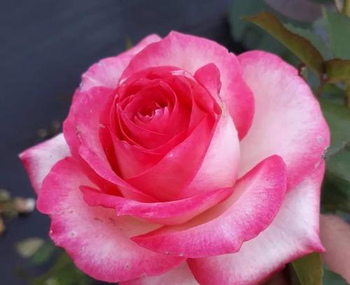 玫瑰花的芳香如何形容？（探寻玫瑰花的迷人气息）