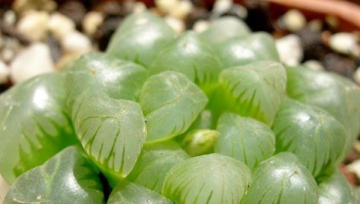 养殖玉露黄叶的原因（玉露黄叶的产生及其对茶叶品质的影响）