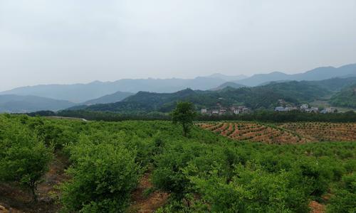 油茶种植指南（学会种植油茶，打造美好生活）