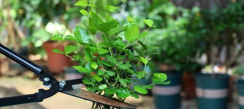 如何养护茉莉花，打造美丽花园（茉莉花养护秘籍；茉莉花的适宜温度、浇水要点、施肥方法）