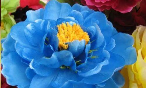 蓝色牡丹花的象征意义（探寻蓝色牡丹花的神秘符号）
