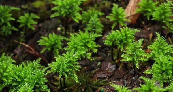 如何解决苔藓植物长不高的问题（提高苔藓植物生长能力的8个方法）