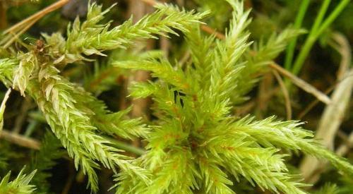 如何解决苔藓植物长不高的问题（提高苔藓植物生长能力的8个方法）