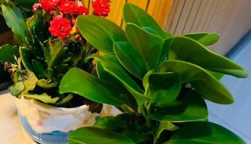 啤酒浇花，让花儿更健康（啤酒的营养成分及适合浇灌的花种）