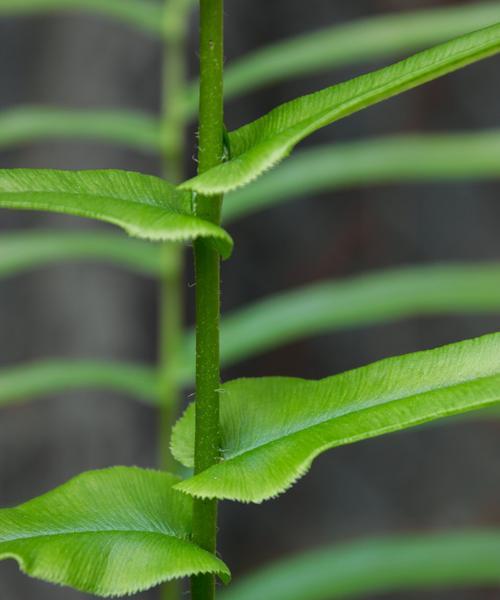 探秘植物茎的结构与功能（从形态结构到物质运输，你不知道的植物茎秘密）