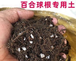 百合花种球的种植技巧（如何将百合花种球埋入土中？埋进土里有什么好处？）