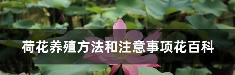 荷花病虫的防治方法（以生物防治为主的多管齐下）