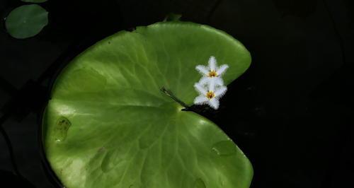 荷花病虫的防治方法（以生物防治为主的多管齐下）