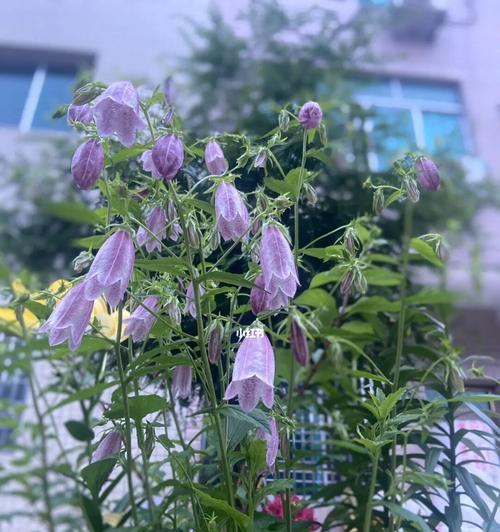 紫斑风铃草开花时间及栽培技巧（探究紫斑风铃草开花的奥秘，全面了解紫斑风铃草的种植技巧）