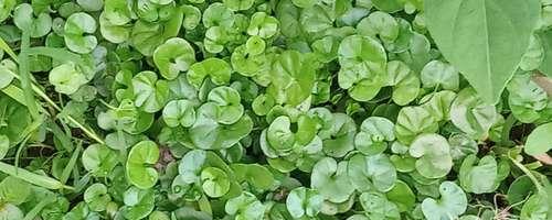 从零开始，快速掌握马蹄金草种植技巧（简单易学，让你成为马蹄金草种植大师）