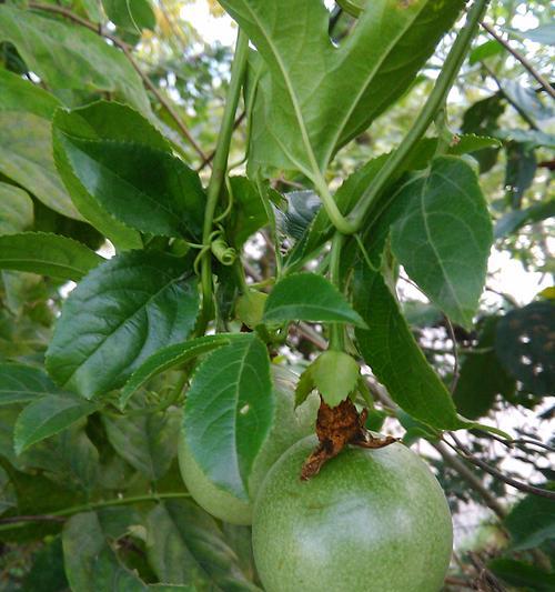 西蕃莲种植方法剖析（从选种到管理，打造丰收之路）