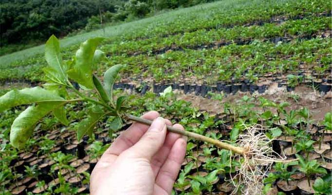 西蕃莲种植方法剖析（从选种到管理，打造丰收之路）