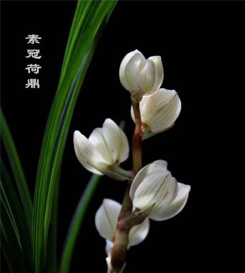 探秘兰花开花时间（了解兰花生长周期和开花环境，提高兰花栽培技巧）