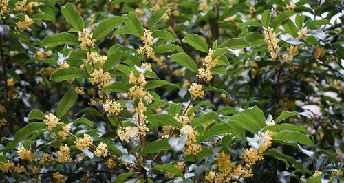 四季桂花开花时间及特点（探秘四季桂花的妙处，让香气氤氲四季）