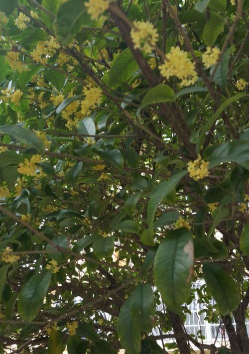 四季桂花开花时间及特点（探秘四季桂花的妙处，让香气氤氲四季）