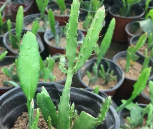 令箭荷花的种植与养护（从选地到施肥，让你也能种出美丽的荷花）
