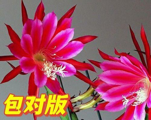 令箭荷花的种植与养护（从选地到施肥，让你也能种出美丽的荷花）