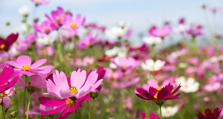 春天的花——花开满园（探索春季花海，感受生命之美）