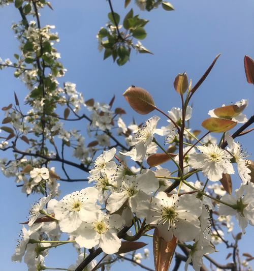 细数春天的缤纷花海（探寻春季花海中的美丽景色及文化内涵）